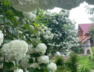 Superior Villa