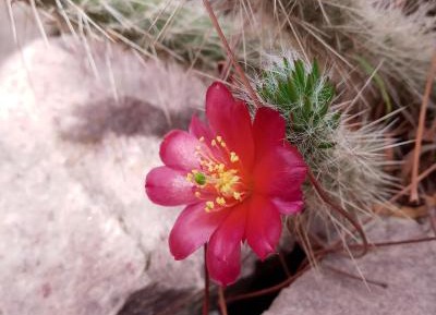 Quadruple Room with Mountain View