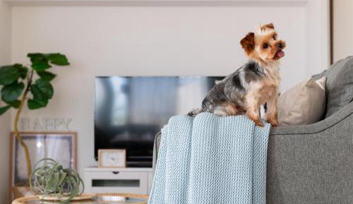 Two-Bedroom Apartment - Small Dog Friendly