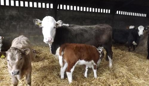 Double or Twin Room with Shower