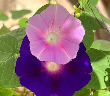 Naperville House | B2 A private room in Naperville downtown with desk and Wi-Fi near everything