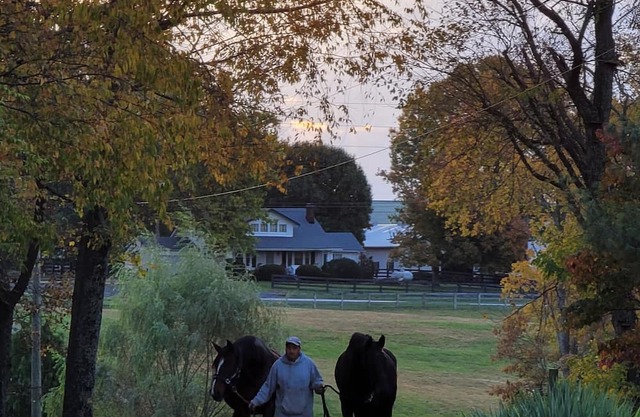 Horse Country Heaven